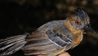 Black-headed Antbird