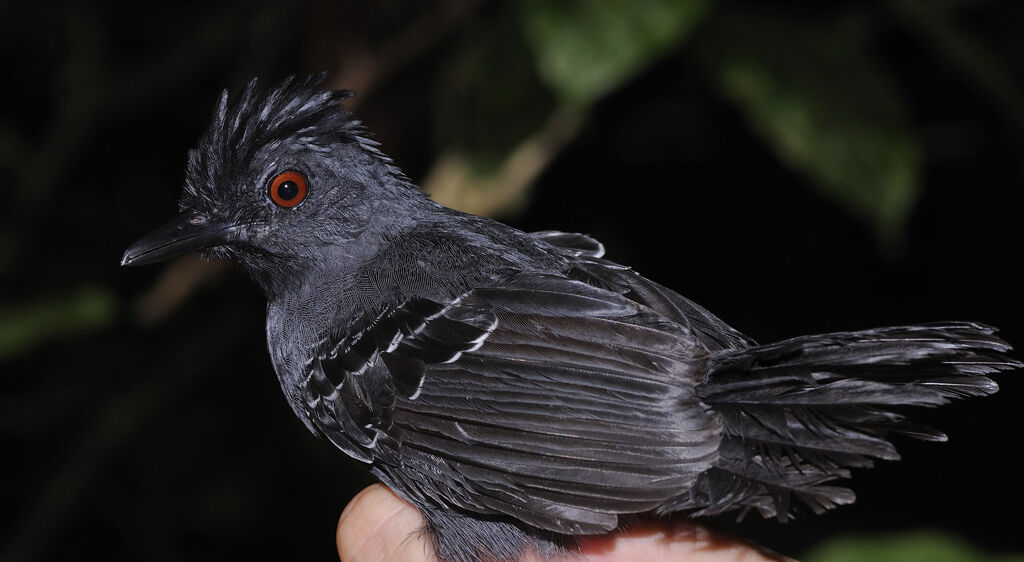 Black-headed Antbird male adult