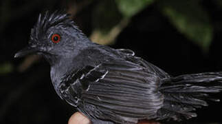 Black-headed Antbird