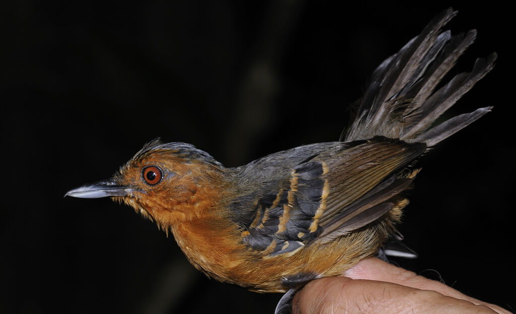 Black-headed Antbird male immature