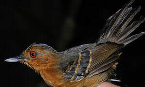 Black-headed Antbird