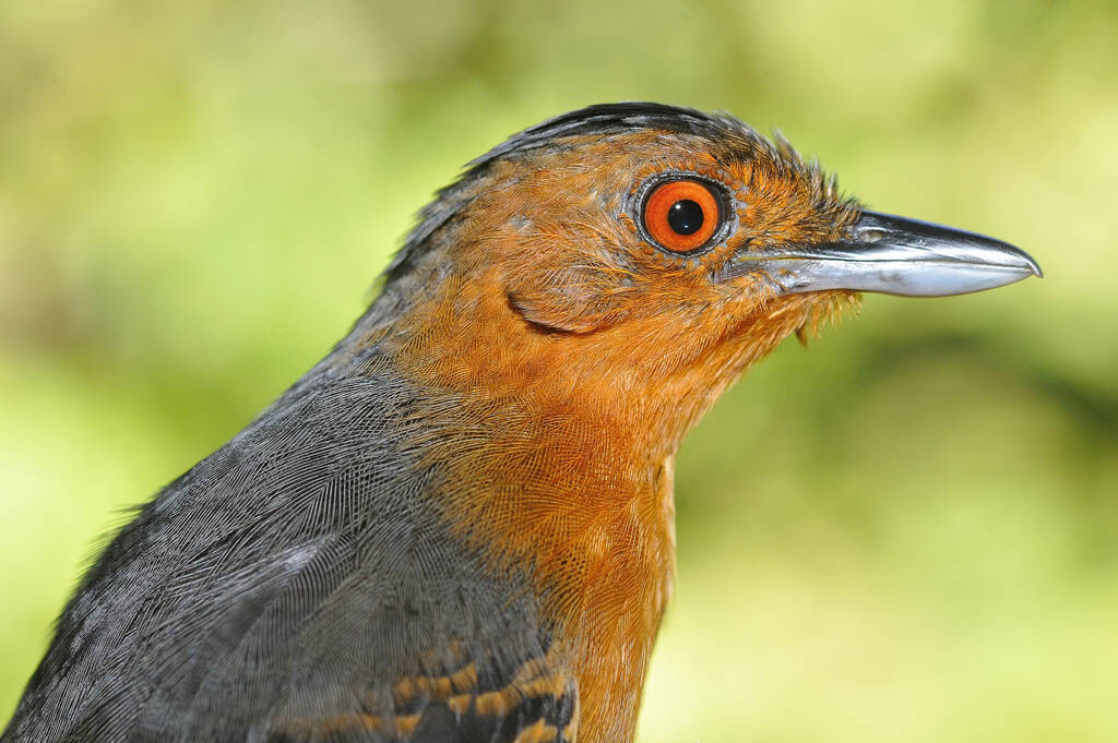 Black-headed Antbird female adult