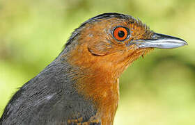 Black-headed Antbird