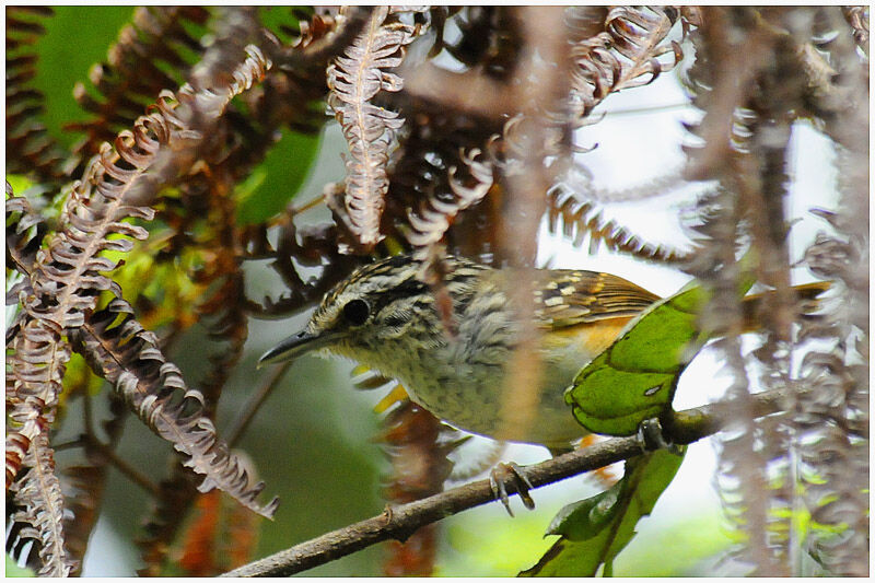 Guianan Warbling Antbirdimmature