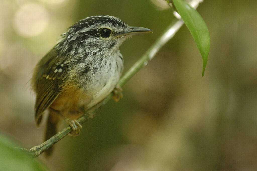 Guianan Warbling Antbirdadult