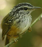 Guianan Warbling Antbird