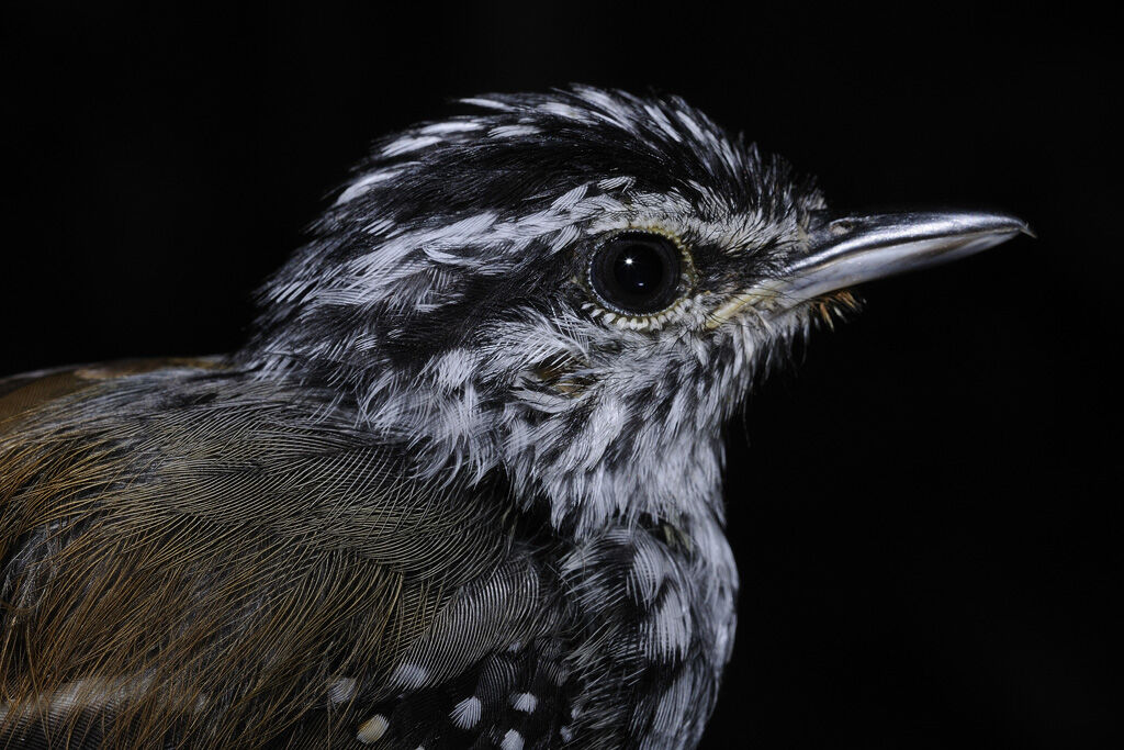 Guianan Warbling Antbirdadult