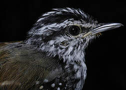 Guianan Warbling Antbird