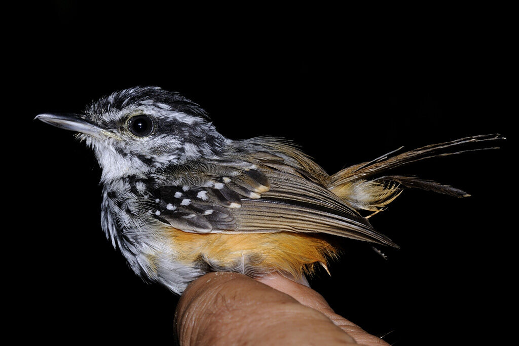 Guianan Warbling Antbird