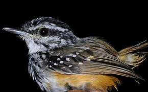 Guianan Warbling Antbird