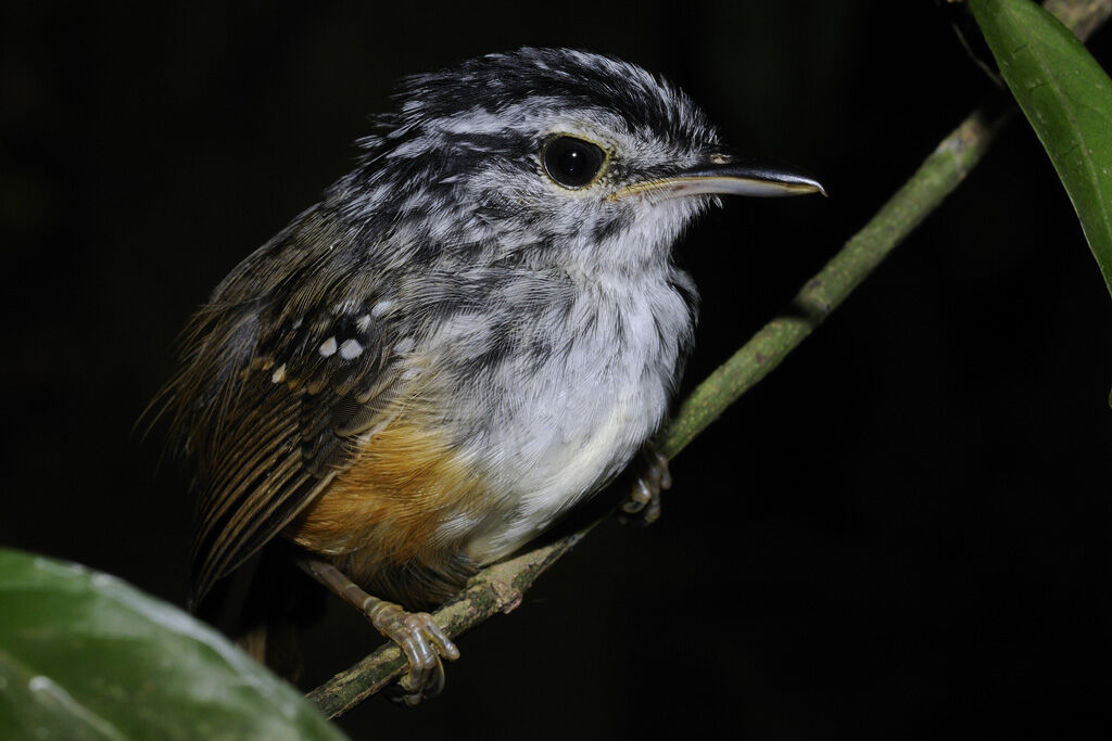 Guianan Warbling Antbirdadult