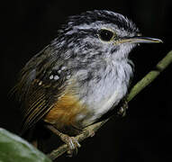 Guianan Warbling Antbird