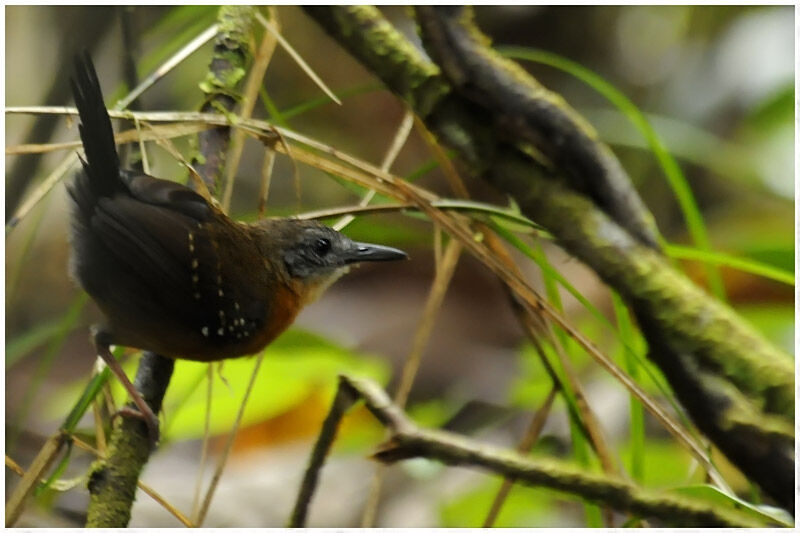 Black-throated Antbird female adult