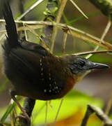 Black-throated Antbird