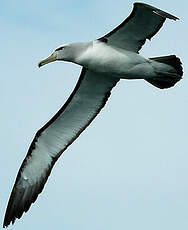 Albatros de Salvin