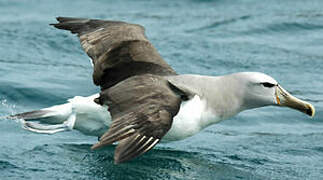 Albatros de Salvin