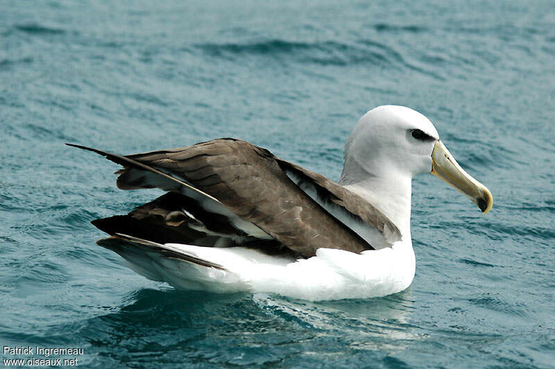 Salvin's Albatross