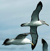 Salvin's Albatross