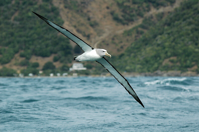 Salvin's Albatross