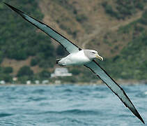 Salvin's Albatross