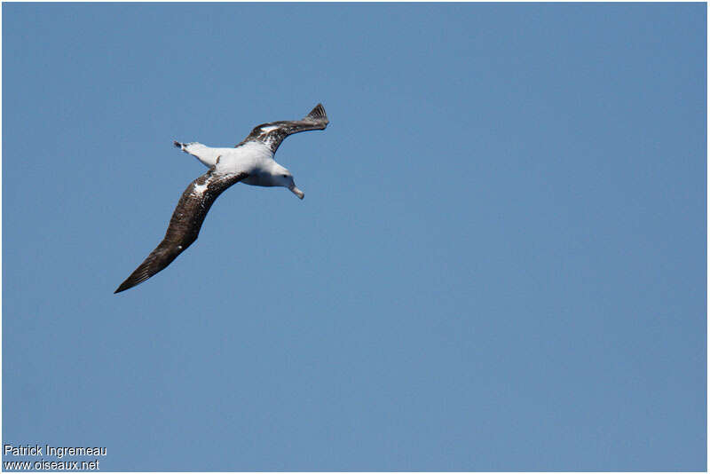 Albatros hurleuradulte, identification