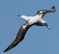 Snowy Albatross