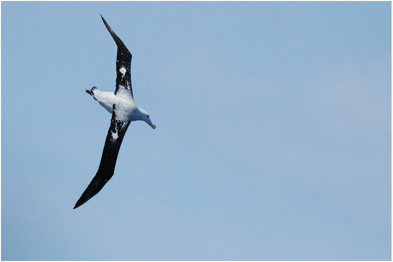 Albatros hurleuradulte