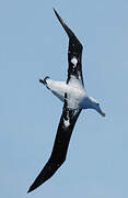 Snowy Albatross