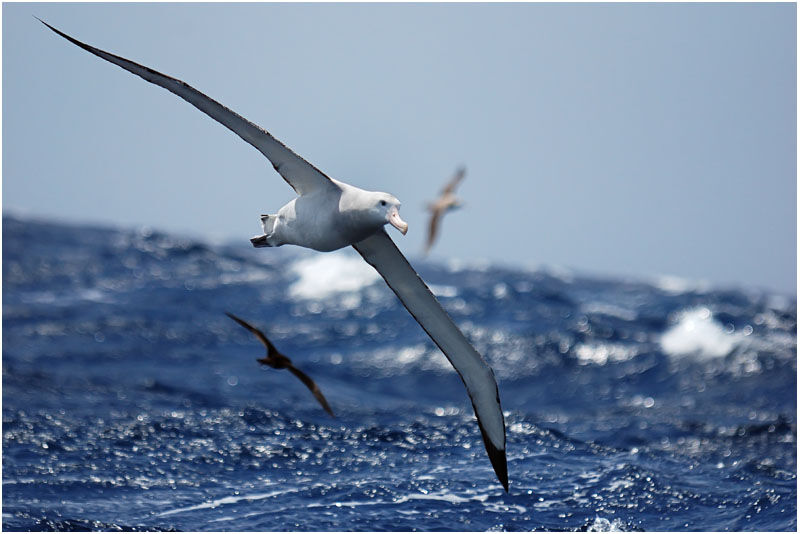 Wandering Albatrossadult