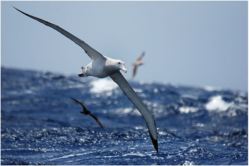 Albatros hurleuradulte