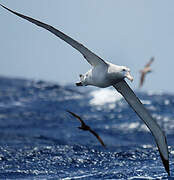 Albatros hurleur