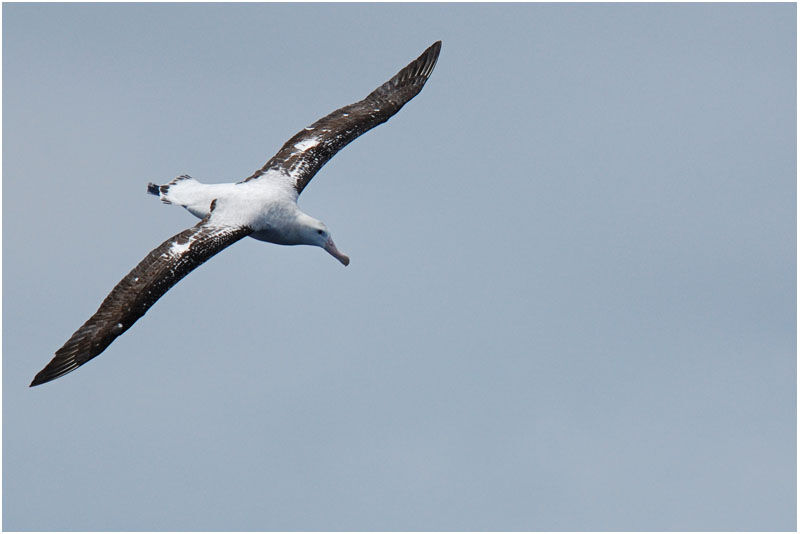 Snowy Albatrossadult