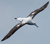 Snowy Albatross