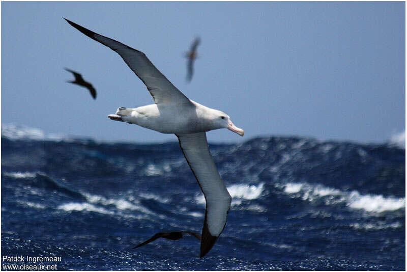 Albatros hurleuradulte, pigmentation, Vol