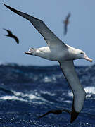 Snowy Albatross