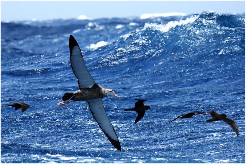 Snowy Albatrossimmature