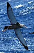 Snowy Albatross