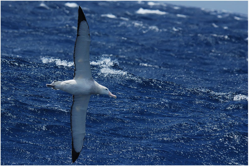 Albatros hurleuradulte