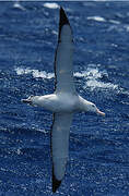 Snowy Albatross