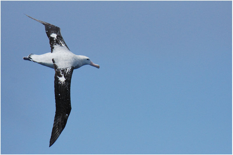 Albatros hurleur