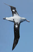 Snowy Albatross