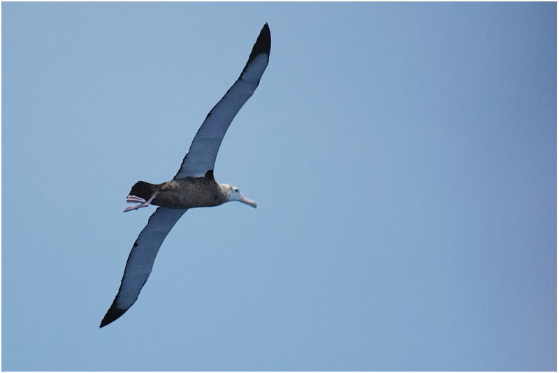 Wandering Albatrossimmature