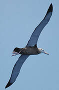 Snowy Albatross