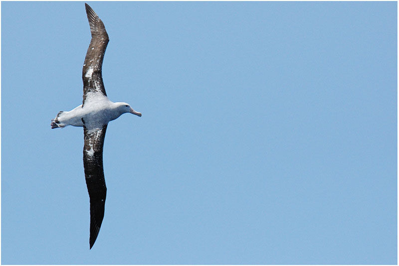 Albatros hurleuradulte