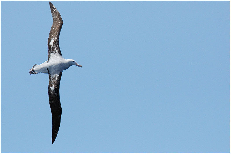 Snowy Albatrossadult