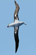 Wandering Albatross