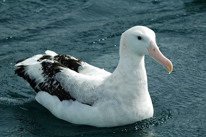 Snowy Albatross