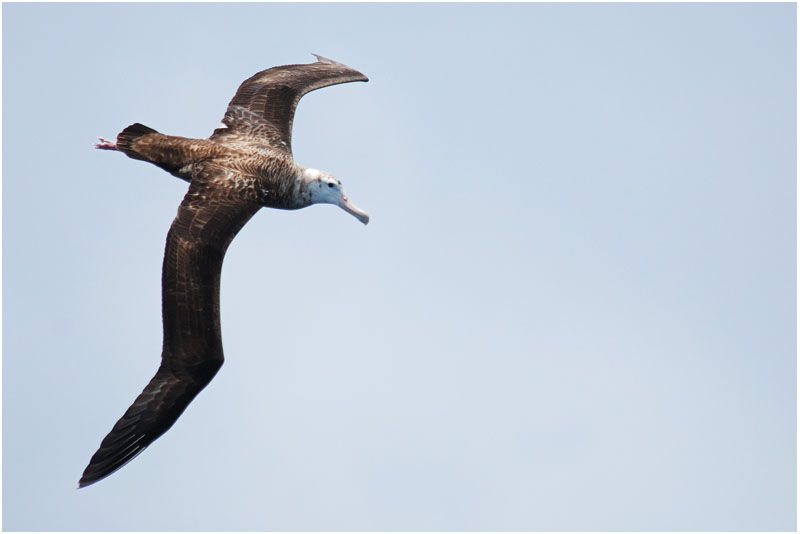 Snowy Albatrossimmature