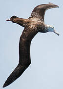 Wandering Albatross