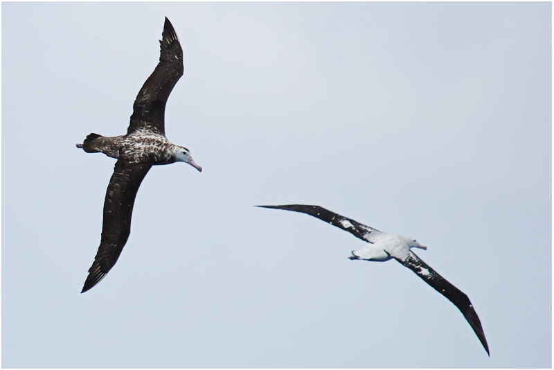 Snowy Albatrossimmature